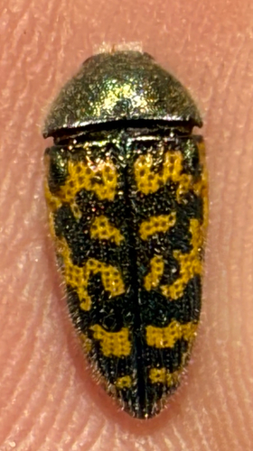 Acmaeodera auritincta