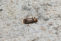Melalgus plicatus