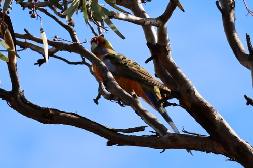 Crimson Rosella