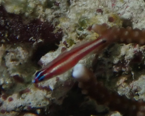Eviota bifasciata observed 2026-06-21