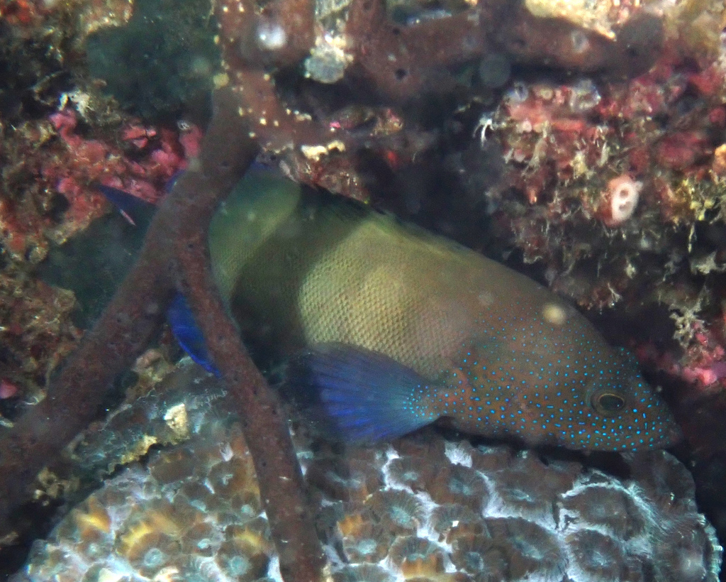 Blue-finned Rock Cod