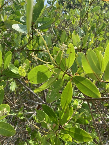 White mangrove (Laguncularia racemosa)