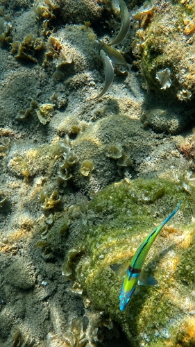 Ornate Wrasse