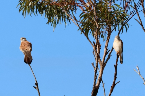 Nankeen Kestrel