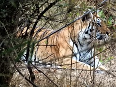 Panthera tigris tigris