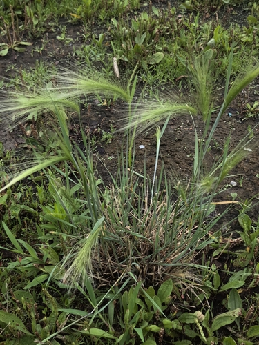 Foxtail Barley