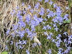 Houstonia serpyllifolia