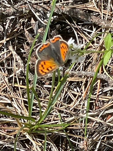 Small Copper