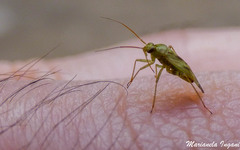 Taylorilygus apicalis