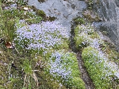 Houstonia serpyllifolia