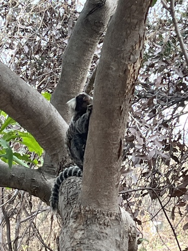 Common Marmoset