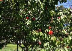 Calliandra trinervia