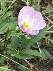 Oenothera speciosa
