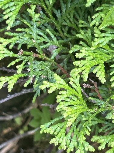 Chamaecyparis obtusa observed 2026-07-09