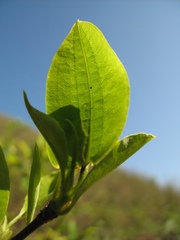 Erythroxylum coca