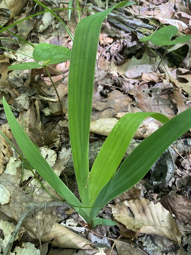 Iris cristata