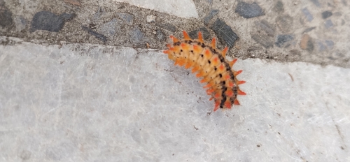 Eastern Festoon