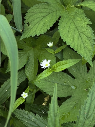 Radiant chickweed