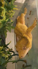Correlophus