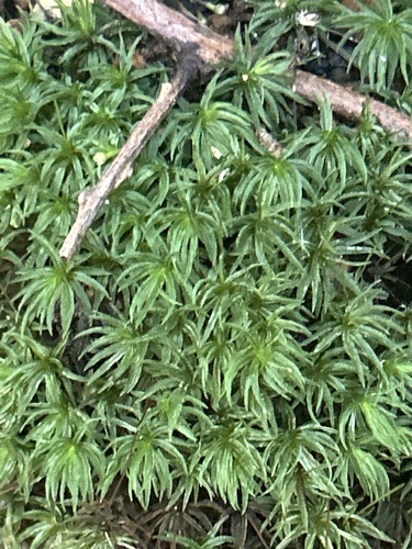 Atrichum crispulum observed 2026-07-09