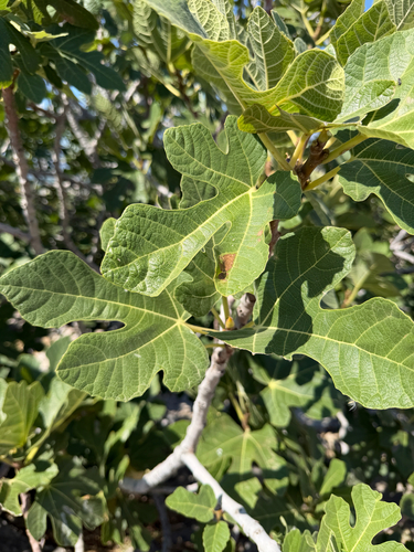 common fig