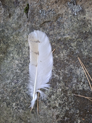 Plume de Effraie des clochers