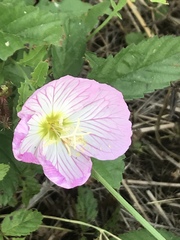 Oenothera speciosa