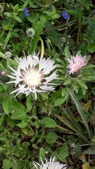 Centaurea pullata image