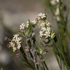 Platysace heterophylla