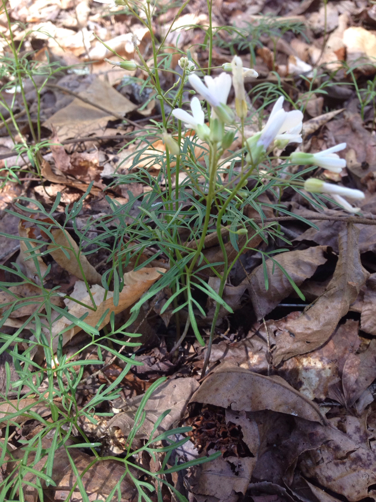 Forkleaf Toothwort