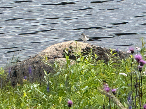 Common Sandpiper