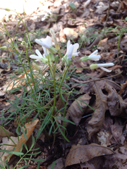Cardamine dissecta