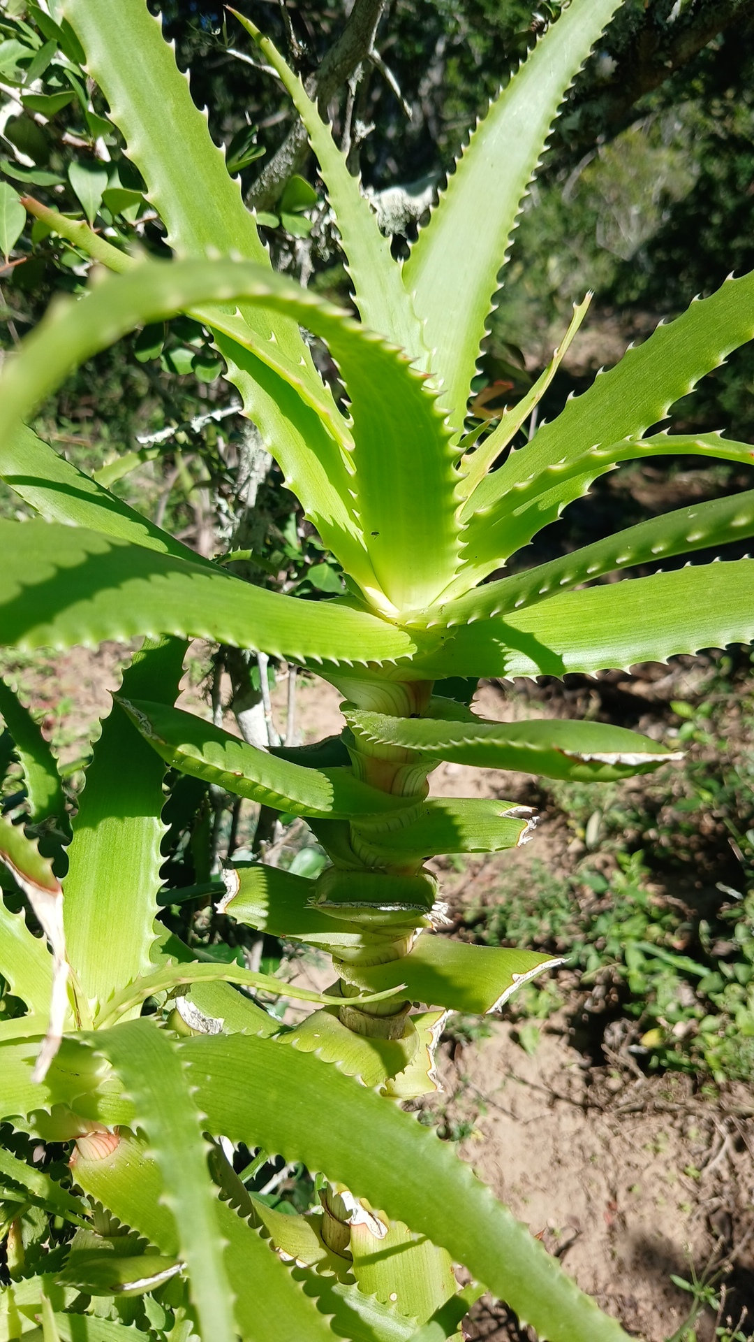 Imagem de Babosa ondulada