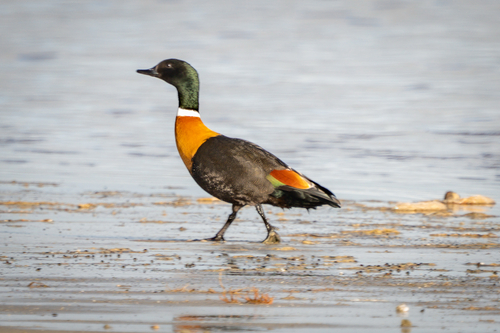 Australian Shelduck