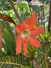 Hippeastrum reginae