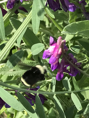 Bombus vosnesenskii