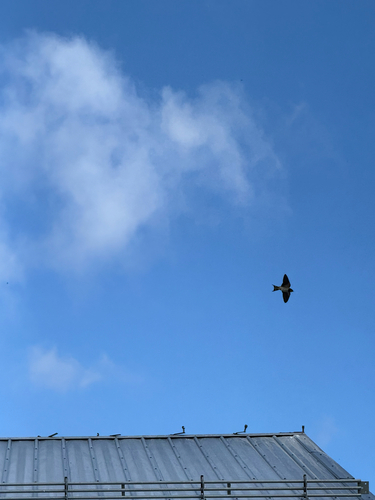 Barn Swallow