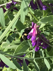 Bombus vosnesenskii