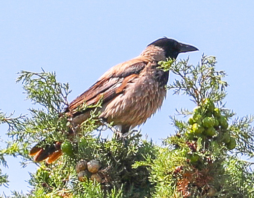 Hooded Crow
