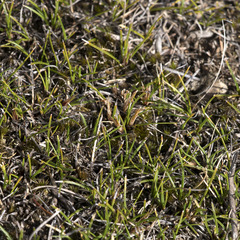 Schoenus breviculmis