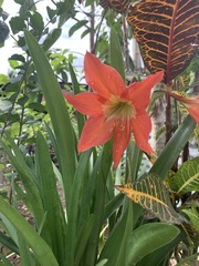 Hippeastrum reginae