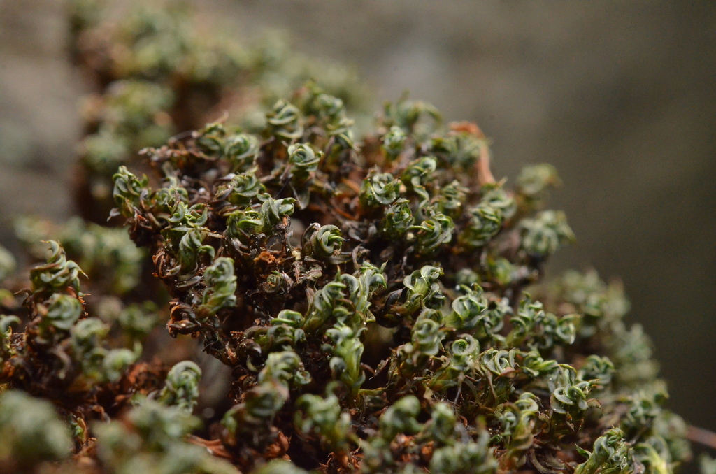 Syntrichia sinensis
