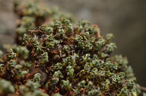 Syntrichia sinensis
