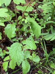 Viburnum rafinesqueanum
