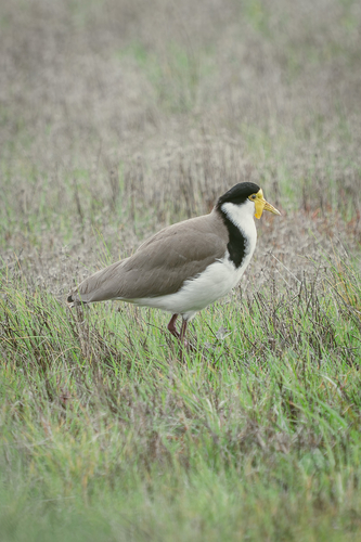 Masked Lapwing