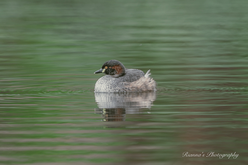 Australasian Grebe