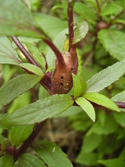 Procecidochares alani