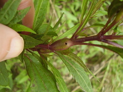 Procecidochares alani