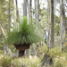 Xanthorrhoea australis - Photo (c) Susan Kruss, μερικά δικαιώματα διατηρούνται (CC BY-NC), uploaded by Susan Kruss