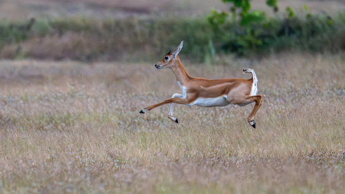 Blackbuck